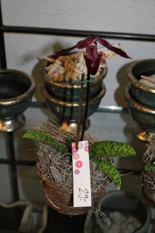 Dunkelviolette Frauenschuh Orchidee