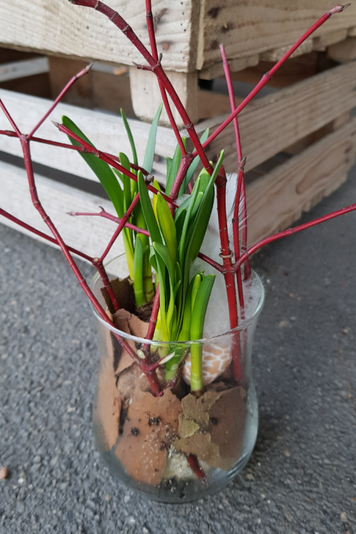 Fruehling-im-Glas-DIY-Anleitung-Deko-Idee-Narzisse-im-Glas.png