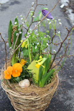Frühlingshaftbepflanzter Korb (ausgeliefert in Bigenthal am 6. April 2016)