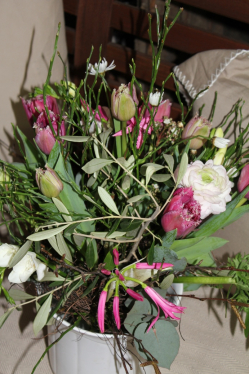 Frühlingsstaruss rosa weiss (ausgeliefert in Richigen am 8. Januar 2014)