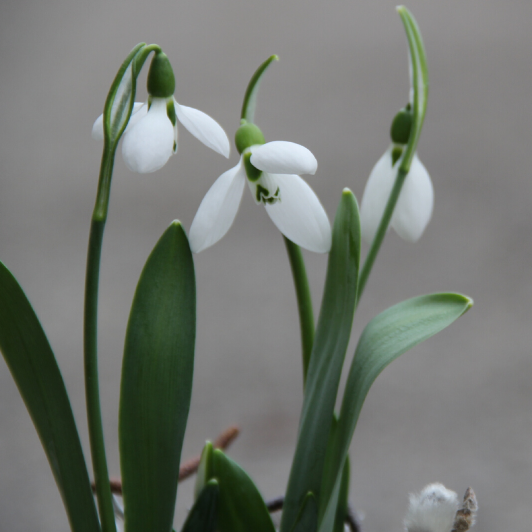 Galanthus-Nivalis-Schneegloeckchen.png