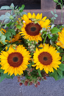 Gartengesteck-Sonnenblumen-Herbst-Deko-Idee-zum-selber-machen-Floristik-ANleitung.png