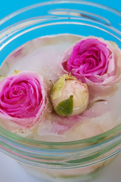 Gefrorene-Rose-als-Abkuehlung-selber-machen-Tischdeko-Idee.png
