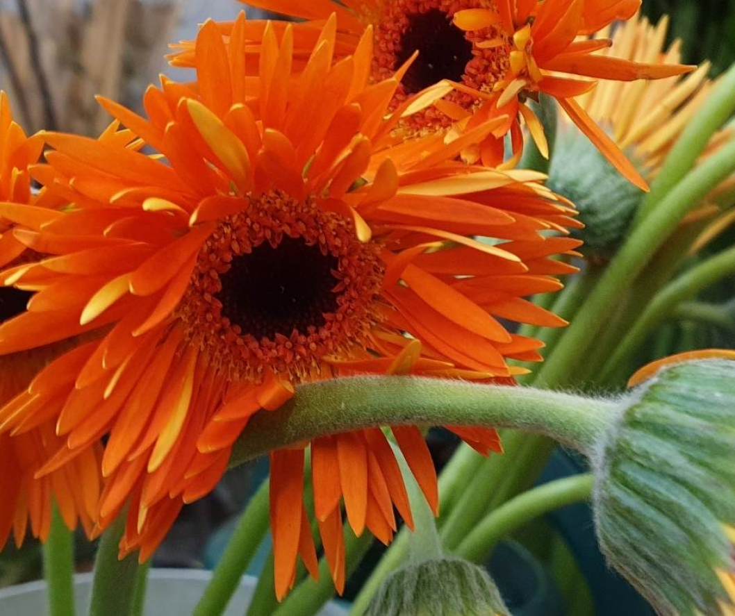 Germini-fuer-Blumenkranz.jpg