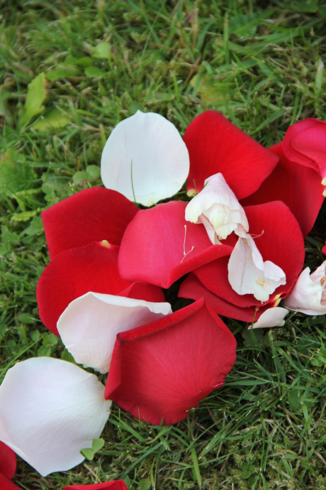 Rosenblütenblätter zupfen 