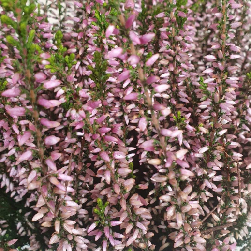 Heide-Calluna.jpg