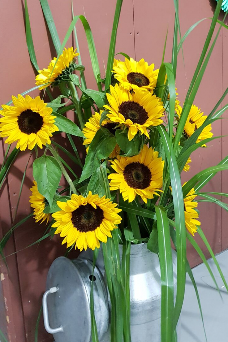 Herbst-Deko-idee-Sonnenblumen-Sonnenblumen-in-Milchkanne-einstellen.png