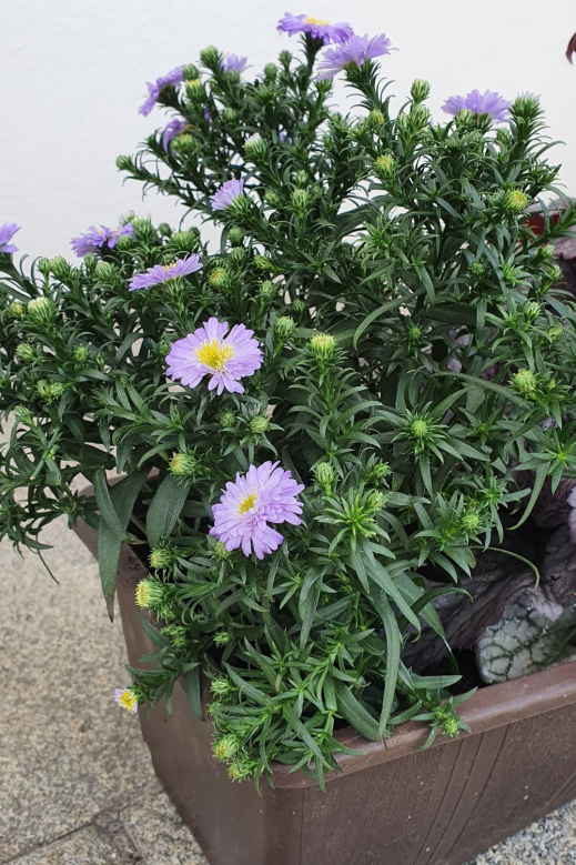 Herbst-Pflanze-Balkon-Aster-Novii-Belgii.jpg
