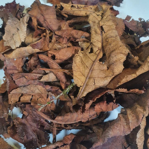 Herbstblaetter.jpg