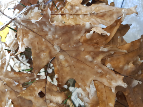Bohnenranken Natürliche Kreationen für den Herbst