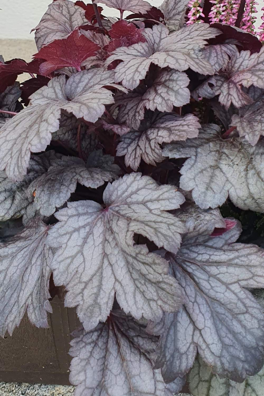 Heuchera-Pflanze.jpg