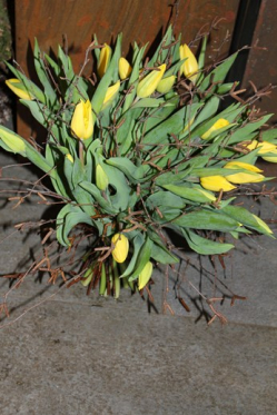 Strong Gold Tulpen mit Birke (ausgeliefert am 4. März 2015 in Konolfingen) 