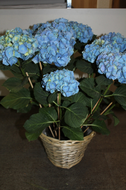 Hortensie Blau in Korb (ausgeliefert am 22. Juni 2013 in Zäziwil)