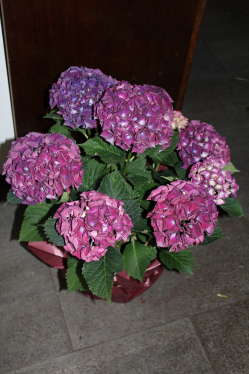 Hortensie rosa (ausgeliefert in grosshöchstetten am 25. Juni 2013)