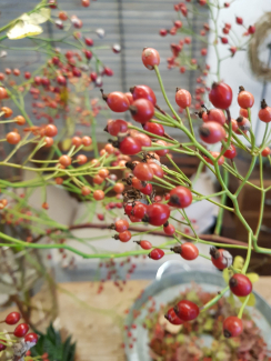 Corallo Hagebutten Beeren