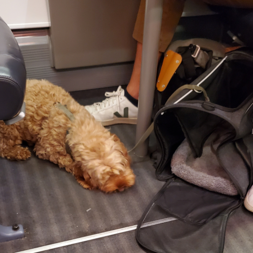 Hund-im-Zug.png