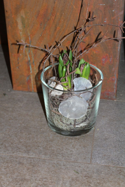 Hyazinthe im Glas (ausgeliefert in Grosshöchstetten am 20. Februar 2015)