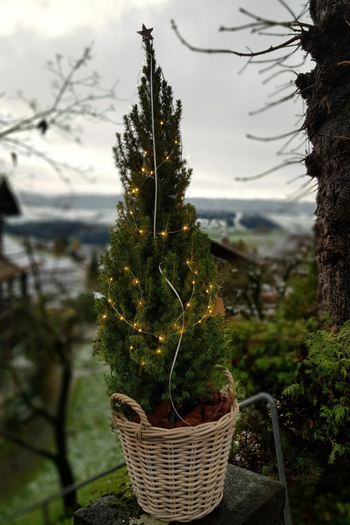 Kleiner-Weihnachtsbaum-im-Topf-Deko-Idee.png