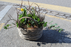 Frühlingshaft gefüllter Korb (ausgeliefert in Schlosswil am 10. März 2016)