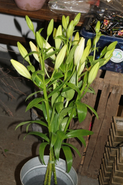 Lilien weiss (ausgeliefert am 20. Mai 2014 in Grosshöchstetten)