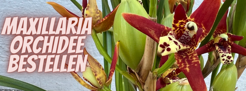 Maxillaria-Orchidee.png