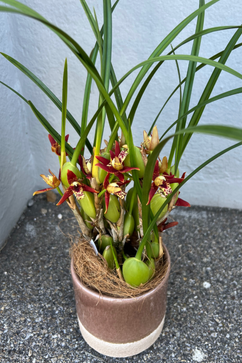 Maxillaria-mit-Topf.png