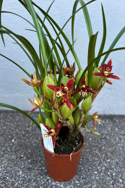 Maxillaria-ohne-Topf.png