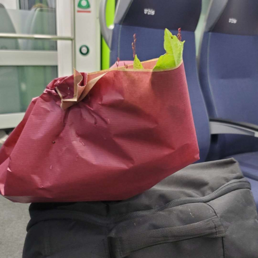 Mit-Blumen-im-Zug.jpg