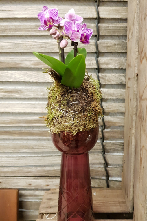Moos-Kugel-Phalaenopsis-Orchidee-rosa.png