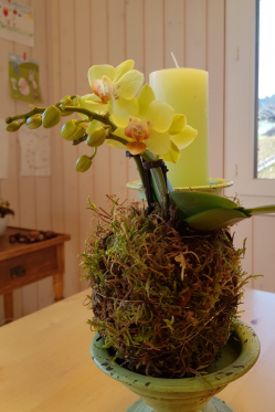 Moos-Kugel-Phalaenopsis-Orchidee.png
