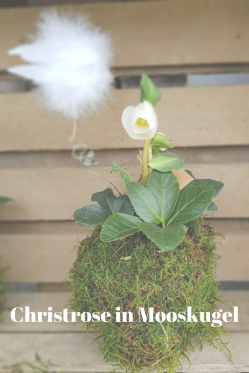 Mooskugel-selber-machen-Christrose-in-Mooskugel.png