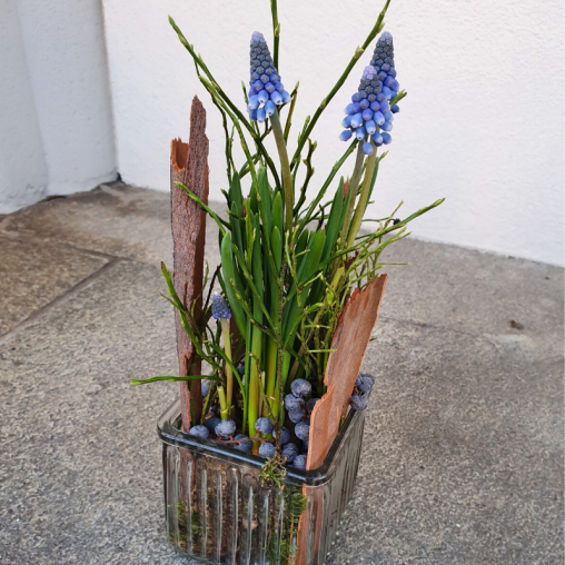 Muscari-im-Glas-Fruehling-im-Glasgefaess.png