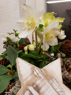 NAtur-Deko-Christrose-nahklein.jpg