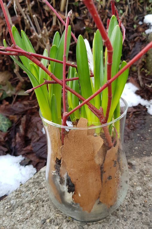 Narzisse-im-Glas-Fruehlings-Deko-Idee-DIY-ANleitung.png