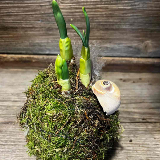 Narzisse-im-Moos-DIY.jpg
