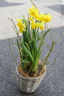 Ausgarnierte Narzisse (ausgeliefert in Konolfingen am 14. April 2016)