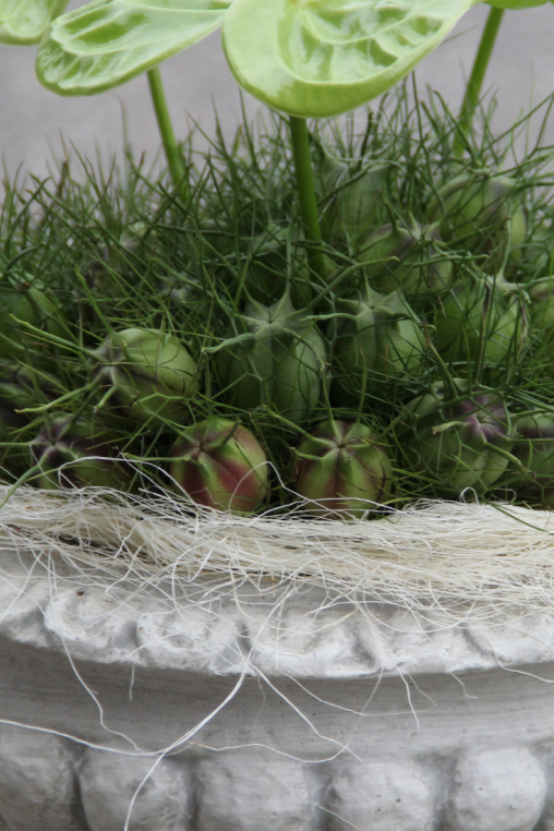 Nigella-in-Pokal.png