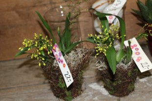 Mini Oncidium Orchidee