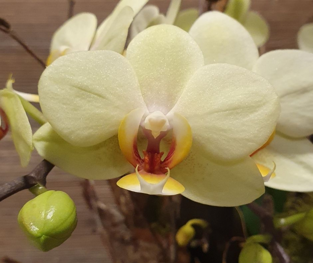 Orchidee-gelb-DIY-Anleitung.jpg