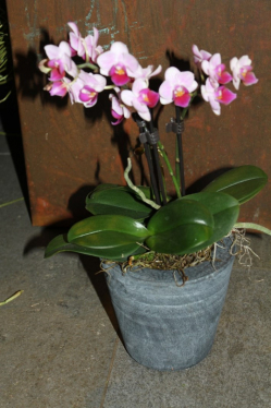 Orchidee rosa (ausgeliefert in Häutligen am 11. November 2015)