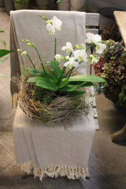 Phalaenopsis Orchidee in Glasschale (ausgeliefert am 25. September 2015 in Rüfenacht)