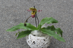 Frauenschuh Orchidee (ausgeliefert in Münsingen am 3. Mai 2016)