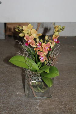 Mini Orchidee im Glas (ausgeliefert am 21. Februar 2013 in Grosshöchstetten)