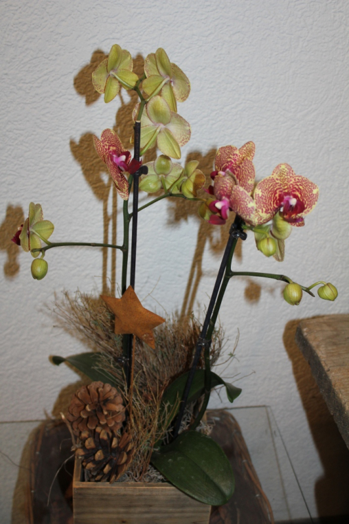 Phalaenopsisorchidee gelb rot (ausgeliefert in Konolfingen am 7. Dezember 2012)