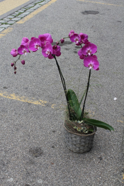 Phalaenopsis Orchidee rosa (ausgeliefert in Obergoldbach am 5. September 2015)