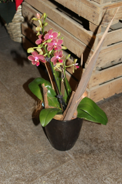 Phalaenopispflanze in Übertopf (ausgeliefert am 9. Dezember 2015 in Schlosswil)