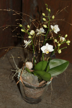 Phalaenopsis im Glas (ausgeliefert in Worb am 23. Oktober 2015)