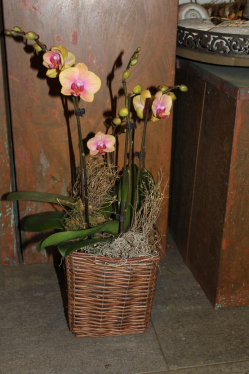 Orchidee in Korb (ausgeliefert in Worb am 23. Oktober 2013 )
