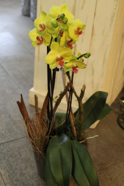 Orchidee in Übertopf (ausgeliefert in Münsingen am 17. Februar 2016)