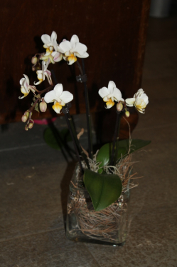 Orchidee in Glas (ausgeliefert in Grosshöchstetten am 3. Januar 2013)